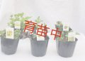 和ハッカ　セット