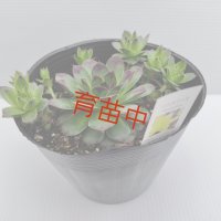 ハウスリーク　大ポット（１５cmポット）