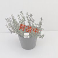 タイム　コモン　１５cmポット