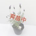 ラベンダー　ストエカス　アボンビュー　１５cmポット
