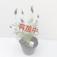 ラベンダー　ストエカス　アボンビュー　１５cmポット
