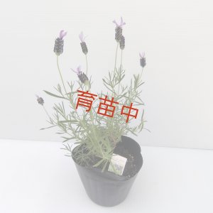画像1: ラベンダー　ストエカス　アボンビュー　１５cmポット
