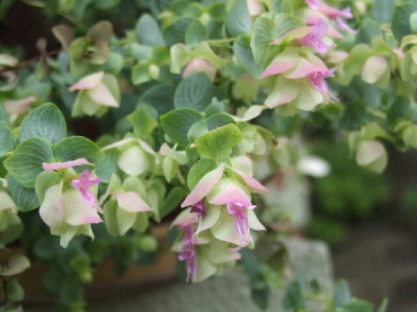 画像2: オレガノ　ケントビューティー　 (2)