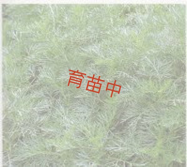 画像1: アルテメシア　サザンウッド　 (1)