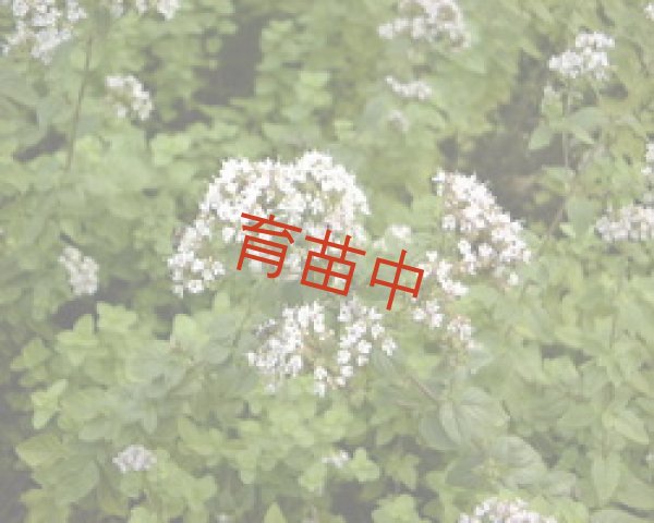 画像1: オレガノ　グリークホワイト　 (1)