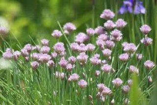 ハーブ た・な行 - ステップナッツ