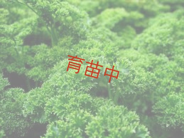 画像1: パセリ　モスカールド　 (1)
