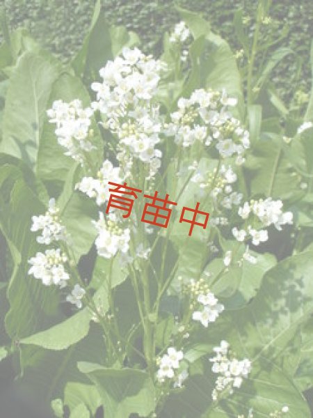 画像1: ホースラディッシュ　 (1)