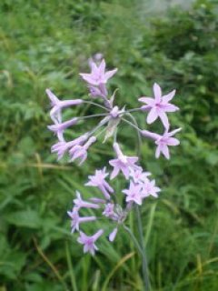 ハーブ た・な行 - ステップナッツ