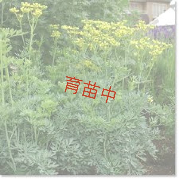 画像1: ルー　 (1)