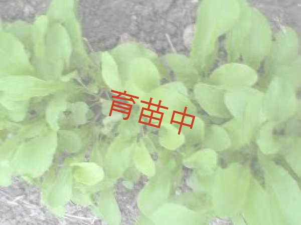 画像1: ロケット　 (1)