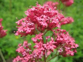 ハーブ Herb - ステップナッツ (Page 3)