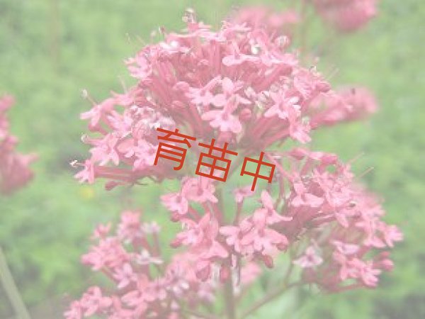 画像1: レッドバレリアン (1)