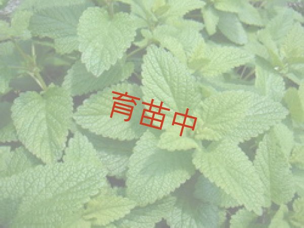 画像1: レモンバーム　 (1)