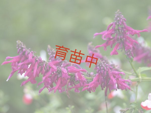 画像1: セージ　イオダンタ　 (1)