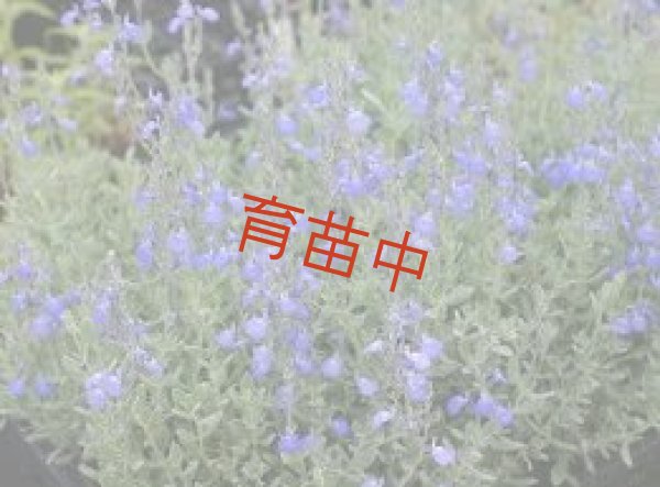 画像1: セージ　ジャーマンダー　 (1)