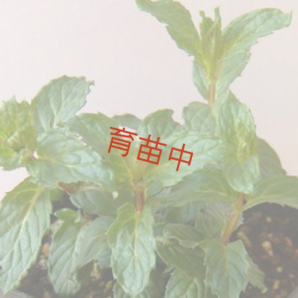 画像1: ミント　ペパー　ホワイト　 (1)