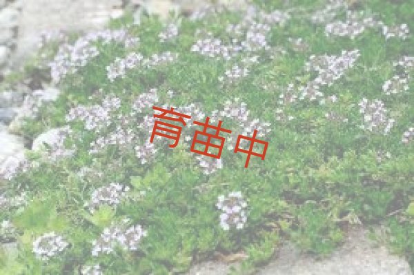 画像1: タイム　レイター　 (1)