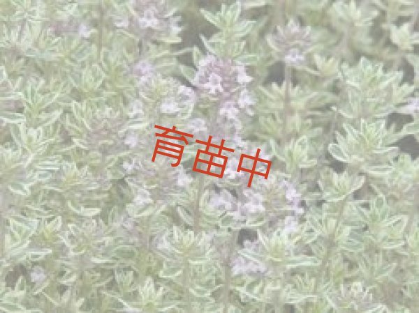 画像1: タイム　シルバー　 (1)