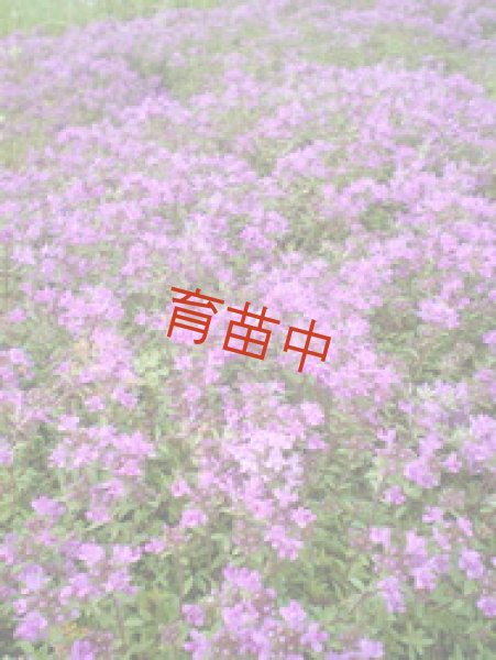 画像1: タイム　赤花クリーピング (1)
