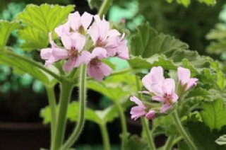 センテッド ゼラニウム Scented Geranium - ステップナッツ