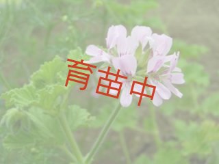 センテッド ゼラニウム Scented Geranium - ステップナッツ