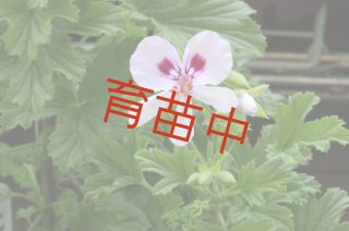 センテッド ゼラニウム Scented Geranium - ステップナッツ