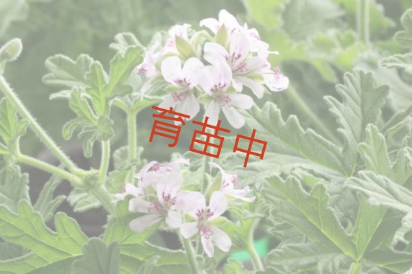 画像1: ローズ　ゼラニウム　 (1)