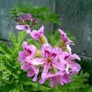センテッド ゼラニウム Scented Geranium - ステップナッツ