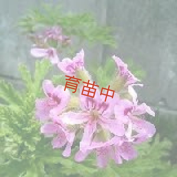 画像1: ラデュラ　ゼラニウム 　 (1)