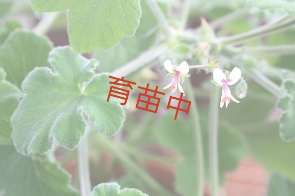 画像1: ペパーミント　ゼラニウム　 (1)