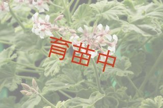 センテッド ゼラニウム Scented Geranium - ステップナッツ