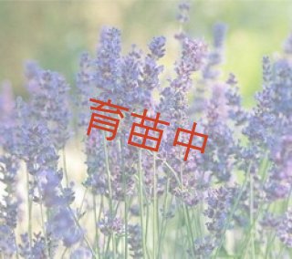 【せっちゃん♪】イングリッシュラベンダー 無農薬　50本✖️10束➕おまけ 楽天市場】イングランドラベンダーの通販