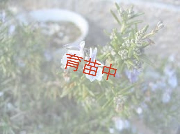 画像1: ローズマリー　 ロックウッド　デ　フォレスト (1)
