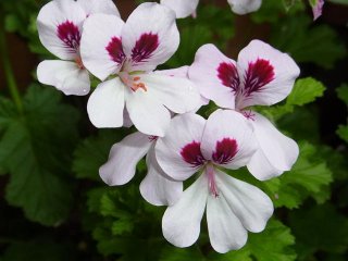センテッド ゼラニウム Scented Geranium - ステップナッツ