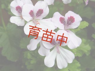 センテッド ゼラニウム Scented Geranium - ステップナッツ