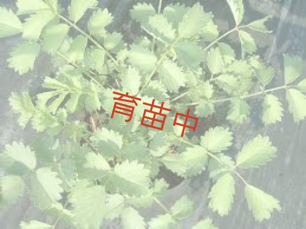 画像1: サラダバーネット　 (1)