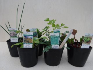 hidekamzページハーブセット。 set-planter_0.jpg