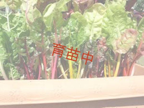 画像1: スイスチャード　ミックスカラー (1)
