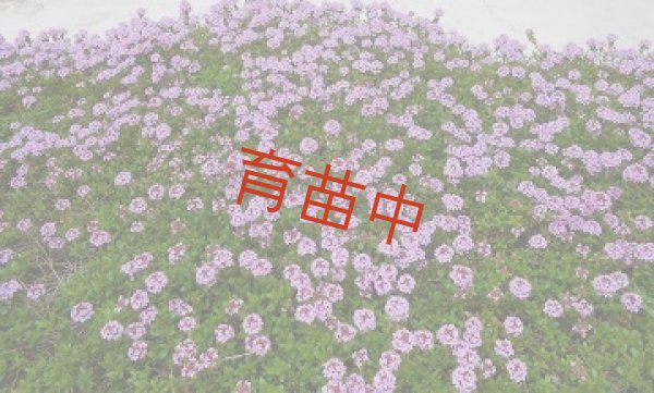 画像1: タイム　ロンギカウリス (1)