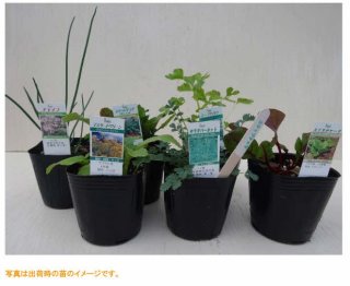 ハーブセット - ステップナッツ ハーブセット - ステップナッツ