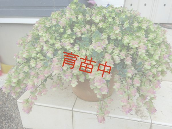 画像1: オレガノ　バーバラチンゲイ　 (1)