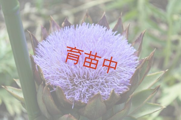 画像1: アーティーチョーク　 (1)