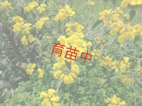 画像1: エルサレムセージ　　 (1)