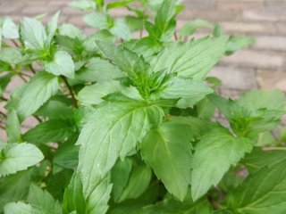 【ご注文用】 和薄荷（さやかぜOF系） 地下茎（種根） ご注文用】 和薄荷（さやかぜOF系） 地下茎（種根） 本品は和ハッカ