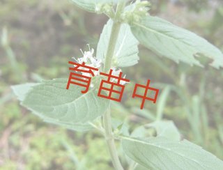 ニホンハッカ すずかぜ - ステップナッツ