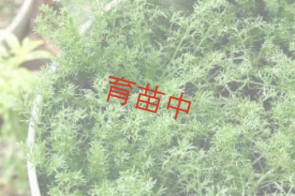 画像1: カモミール　ノンフラワー　 (1)