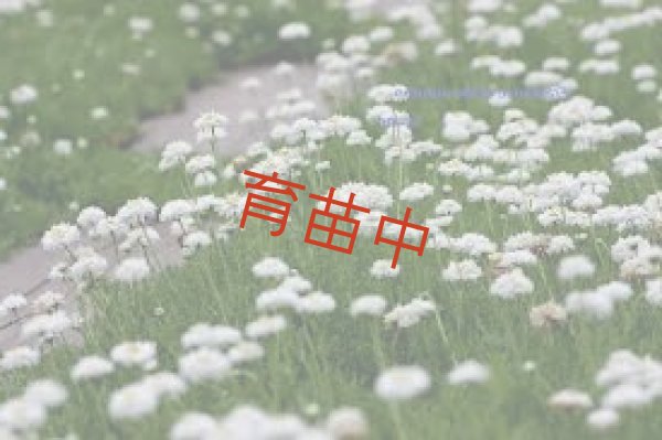 画像1: カモミール　ダブルフラワー　 (1)