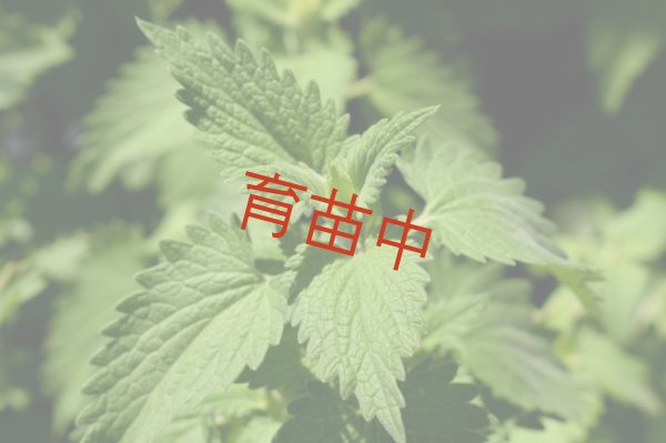 画像1: キャットニップ　レモン　 (1)