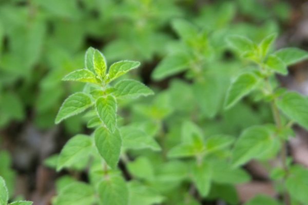 画像2: オレガノ　グリークホワイト　 (2)